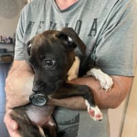 Photo of Sienna (Shadow)