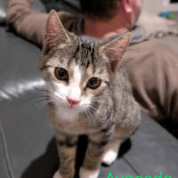 Photo of Avocado Meet Me@Petstock Chelsea Store