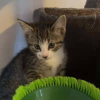 Photo of Ozzy *9 Lives Project Rescue*