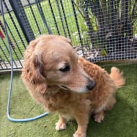 Photo of Nala