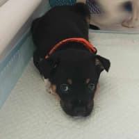 Photo of Miss Pepper And The Peppercorns