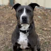 Photo of Benji
