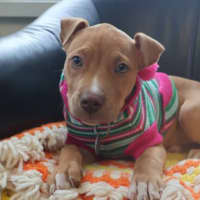 Photo of Motu