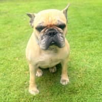 Photo of Rubble *$350 Adoption Fee*