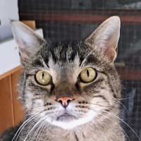 Photo of Tiger