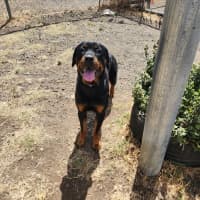 Photo of Tootie (68081)