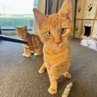 Photo of Cedar And Cypress