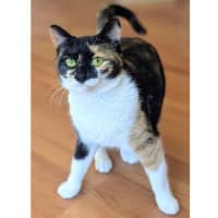 Photo of 12475   Theia