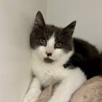 Photo of Maverick