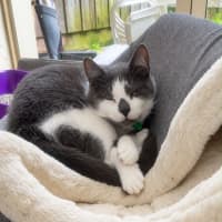 Photo of Ollie