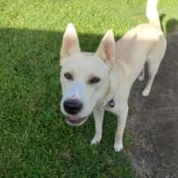 Photo of Paige *$350 Adoption Fee*