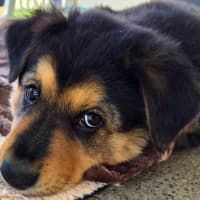 Photo of Baloo 