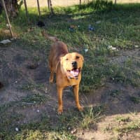 Photo of Buster