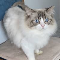 Photo of Fudge