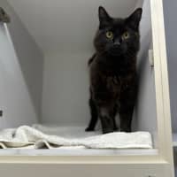 Photo of Muffin