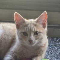 Photo of Makaro 🌷