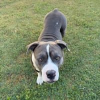 Photo of Biggie *$250 Adoption Fee*