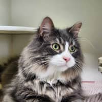 Photo of 🐯 Maximus 5389 🐯