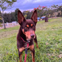 Photo of Joey