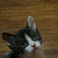 Photo of Mochi