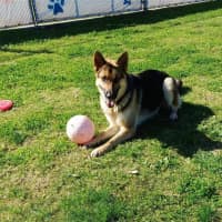 Photo of Wolfie