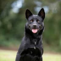 Photo of Boss