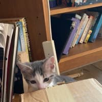 Photo of Moana   Meet Me At Petstock Chelsea