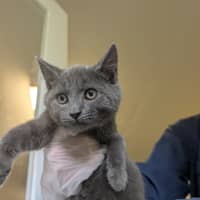 Photo of Onyx