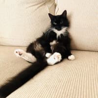 Photo of Yoko   Located In Carlton