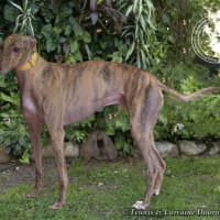 Photo of Mambo (Fingers Arrawarra)