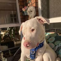 Photo of Casper   11 Month Old Staffy X