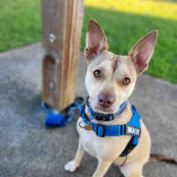 Photo of Mack   2 Year Old Chihuahua X Staffy