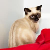 Photo of Charlie