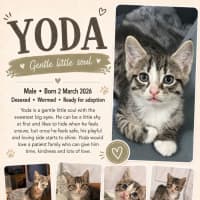 Photo of Yoda