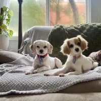 Photo of Elsa   11 Month Old Cavalier X