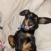 Photo of Rooster   9 Month Old Dachshund X Kelpie