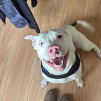 Photo of Casper   11 Month Old Staffy X