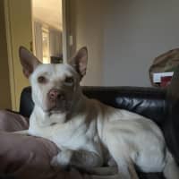 Photo of Marshmallow