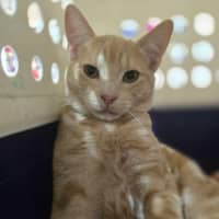Photo of Atticus