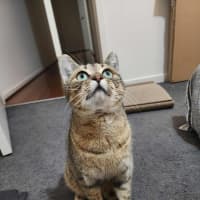 Photo of Pipa