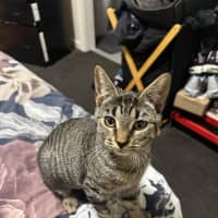Photo of Jinx