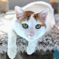 Photo of Snowy