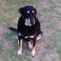 Photo of Milo