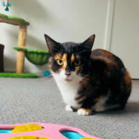 Photo of Smudges