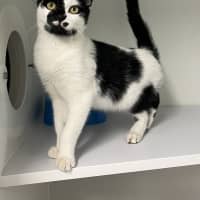 Photo of Orca 