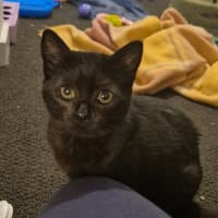 Photo of Cherry