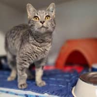 Photo of Calypso 