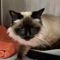Photo of Tikki
