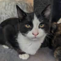 Photo of Slifer The Sky Dragon