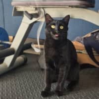 Photo of Liesa The Cat